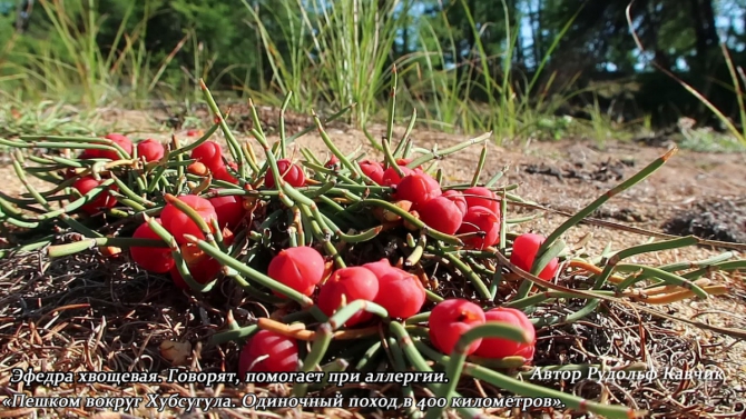 Часть 3. «Пешком вокруг Хубсугула. Одиночный поход в 400 километров». (Путешествия, Рудольф Кавчик, монголия)