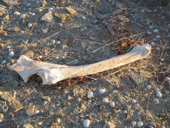 Добро пожаловать на остров Возрождения! (Часть 3. Брошенные корабли. Возвращение домой, Туризм, Аральское море, Аральск-7, полигон Бархан)