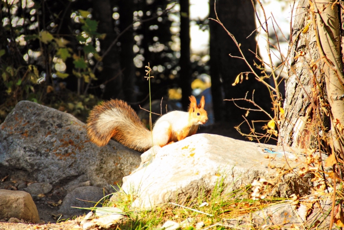 Ала-Арча. Осенние мотивы (Туризм, киргизия, фотоотчет)