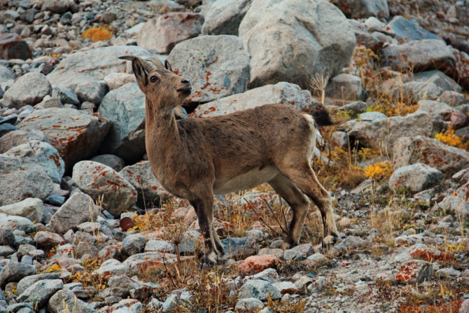 Ала-Арча. Осенние мотивы (Туризм, киргизия, фотоотчет)