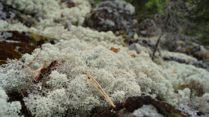 Комбипоход 12.06.14-17.06.14. Горный поход + велосипедом по исторической дороге. (Туризм, Серов)