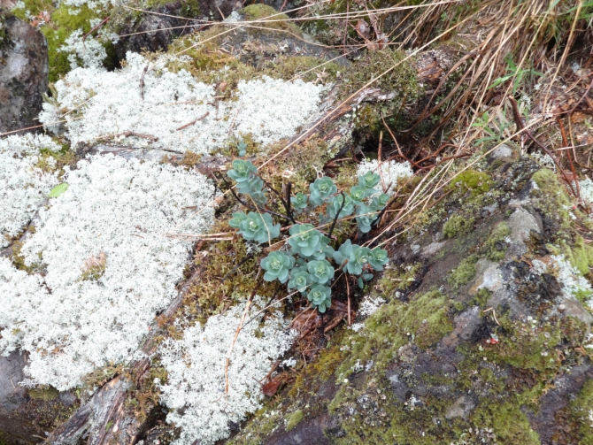Комбипоход 12.06.14-17.06.14. Горный поход + велосипедом по исторической дороге. (Туризм, Серов)