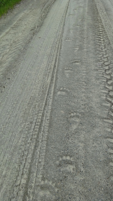 На ОЛЬВУ 10.06.16-13.06.16 118 км. (Вело)