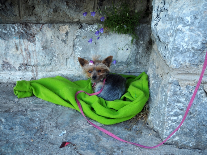 Naranjo de Bulnes. Pilar del Cantabrico.Часть 2. (Альпинизм, альпинизм, новости, отчет, испания, девушки, чибиток, коптева, петрова)