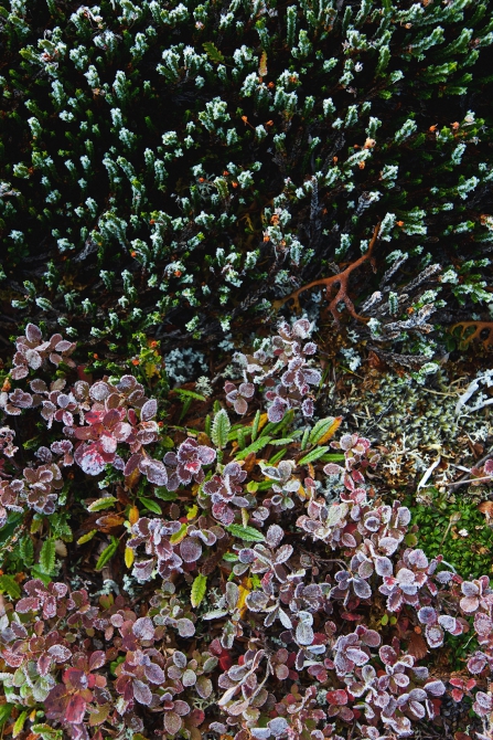 Милая моя, озеро Лесное (чукотка, сплав, пакрафт)