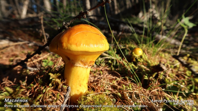 Часть 6. «Пешком вокруг Хубсугула. Одиночный поход в 400 километров». (Путешествия, Рудольф Кавчик, монголия, 400 км)