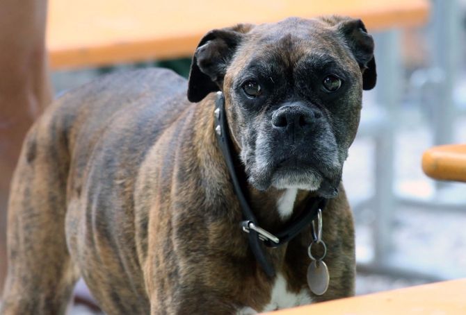Легенды Арко: За что стоит любить Rock Master! (Скалолазание, италия, события, arco rock legends, крутые, скалолазание, соревнования, дима факирьянов, трудность, кубок мира)