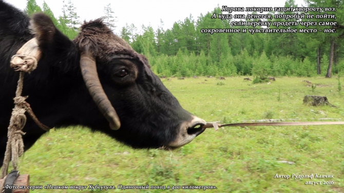 Часть 7. «Пешком вокруг Хубсугула. Одиночный поход в 400 километров». (Путешествия, Рудольф Кавчик, монголия)