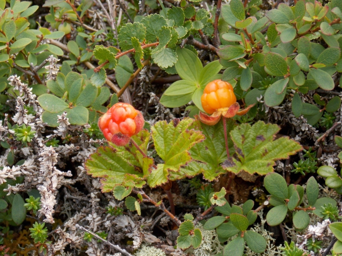 Поморский берег. (Вода, морской каякинг, кольский полуостров, баренцево море)