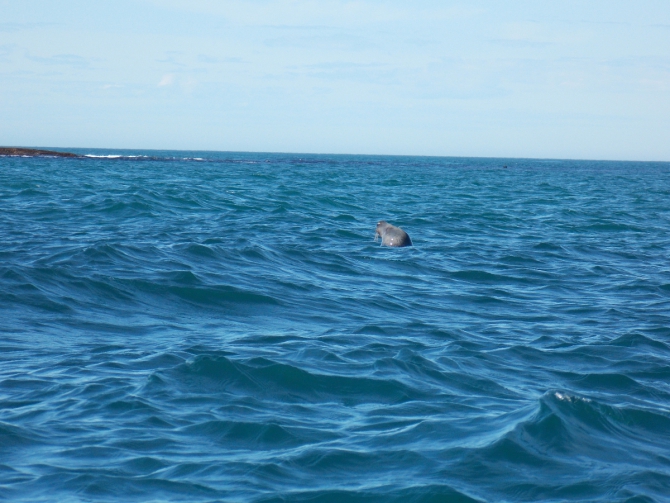 Поморский берег. (Вода, морской каякинг, кольский полуостров, баренцево море)