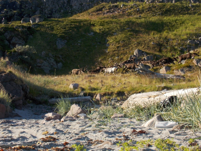 Поморский берег. (Вода, морской каякинг, кольский полуостров, баренцево море)