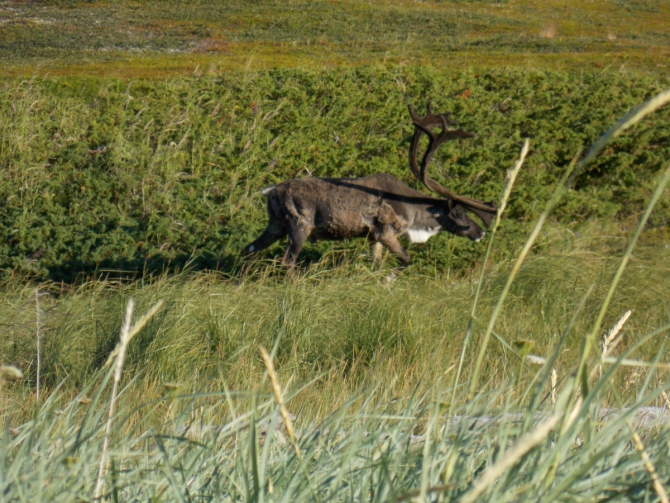 Поморский берег. (Вода, морской каякинг, кольский полуостров, баренцево море)