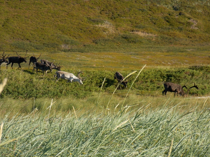 Поморский берег. (Вода, морской каякинг, кольский полуостров, баренцево море)