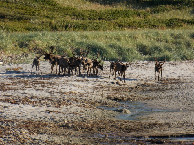 Поморский берег. (Вода, морской каякинг, кольский полуостров, баренцево море)