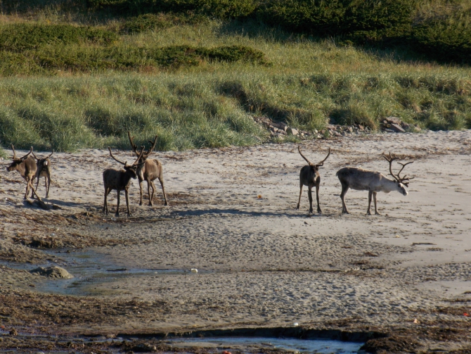 Поморский берег. (Вода, морской каякинг, кольский полуостров, баренцево море)