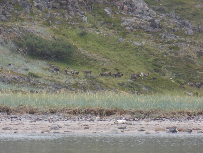 Поморский берег. (Вода, морской каякинг, кольский полуостров, баренцево море)