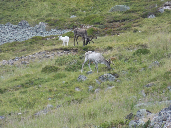 Поморский берег. (Вода, морской каякинг, кольский полуостров, баренцево море)