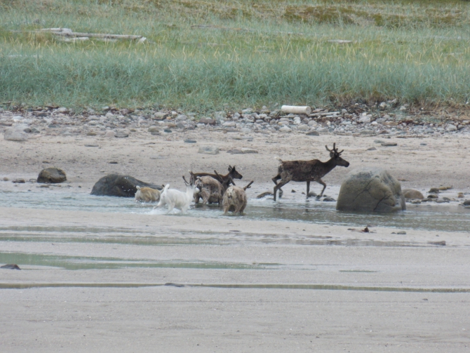 Поморский берег. (Вода, морской каякинг, кольский полуостров, баренцево море)