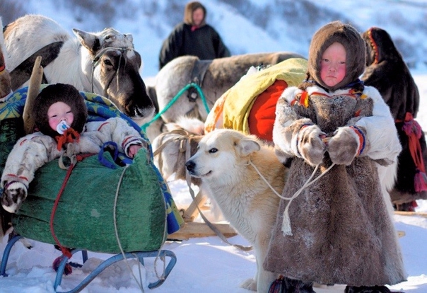 Экспедиция на собачьих упряжках по Ямало-Ненецкому автономному округу (Путешествия)