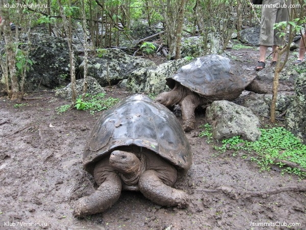 24-го ноября. Людмила Коробешко и Клуб 7 Вершин приглашают на ЛЕКЦИЮ ПО ЮЖНОЙ АМЕРИКЕ! (Альпинизм, лекции, южная америка)