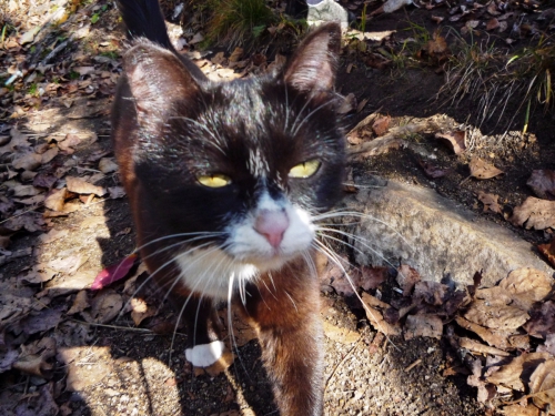 Тёплые воспоминания о Байкале (Путешествия, путешествия, пик черского, слюдянка, листвянка, ольхон)