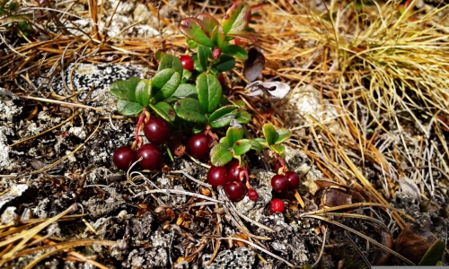 Тёплые воспоминания о Байкале (Путешествия, путешествия, пик черского, слюдянка, листвянка, ольхон)