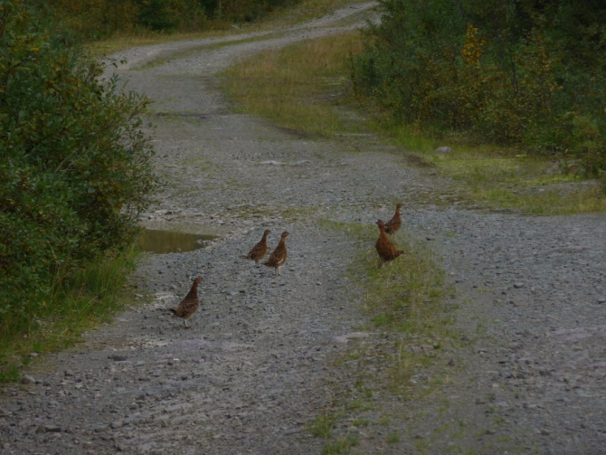 Обычный одиночный горный поход.... (Горный туризм, урал, Народная)