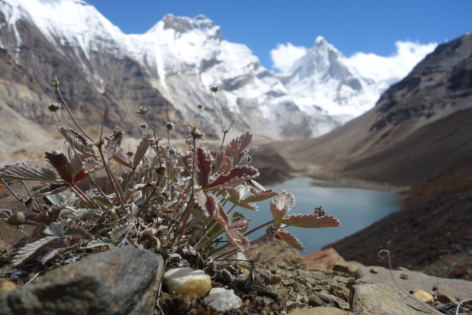 Талай Сагар. Просто красивая гора... (Альпинизм, нилов, головченко, григорьев, альпинизм, экспедиция, фаис москвы, nilov, golovchenko, grigoriev)