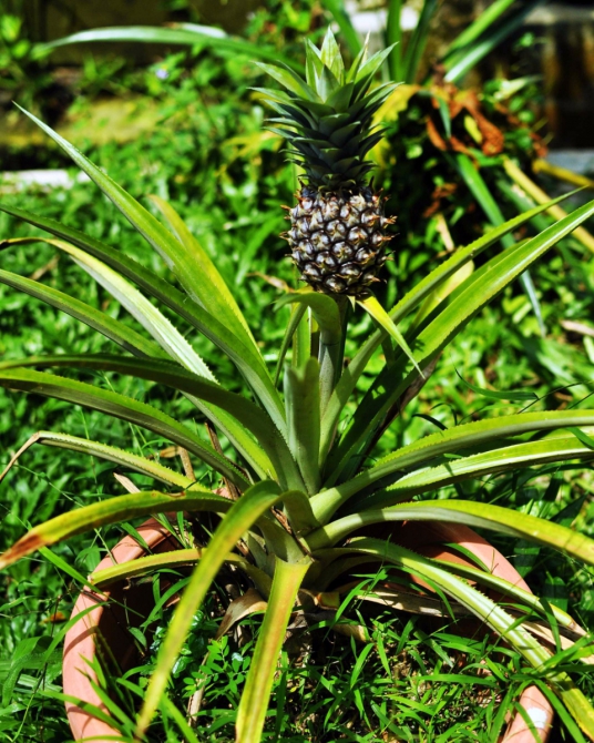 Немного о скалолазании в Малайзии. Batu Caves. (Скалолазание, Малайзия Скалолазание в Малайзии Batu Caves Пещеры Бату)
