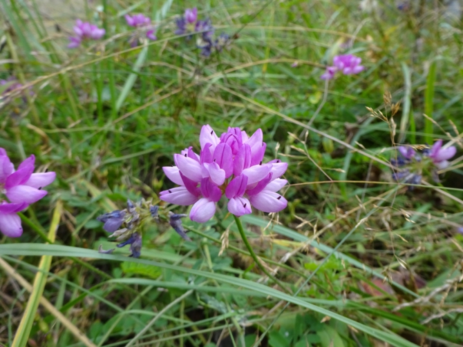 Кармадон. Казбек с севера в сентябре. (Горный туризм)