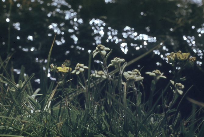 Ретро-экскурс. Из архива чемпиона СССР в классе траверсов м.с. Старосельца Е. В. (Альпинизм)