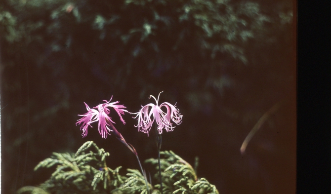 Ретро-экскурс. Из архива чемпиона СССР в классе траверсов м.с. Старосельца Е. В. (Альпинизм)