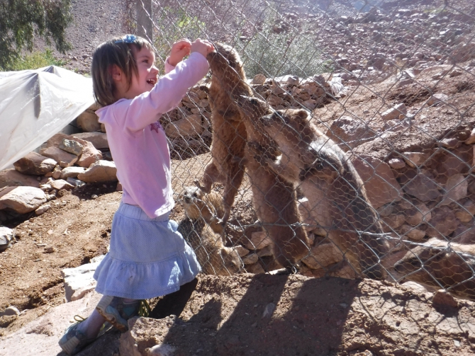 Альпинизм на Синае. Школа Скалистого Дамана. (египет, синай, санта катерина, зимний альпинизм, тёплые скалы)