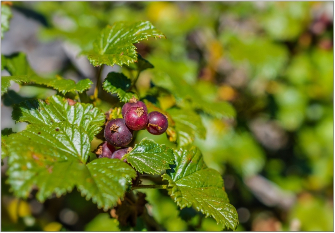 Перезимовать лето... Фотоотчёт (много картинок, мало текста, Горный туризм)