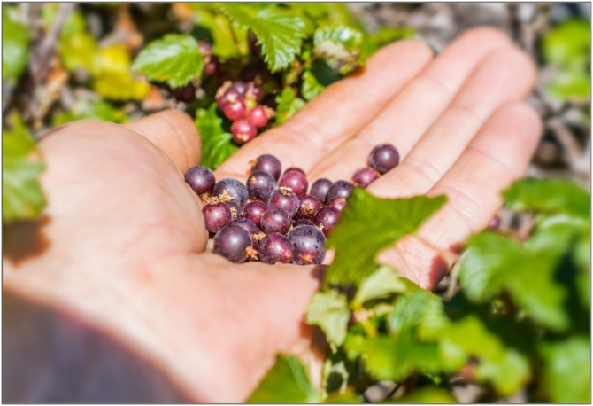 Перезимовать лето... Фотоотчёт (много картинок, мало текста, Горный туризм)