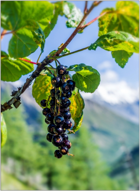 Перезимовать лето... Фотоотчёт (много картинок, мало текста, Горный туризм)