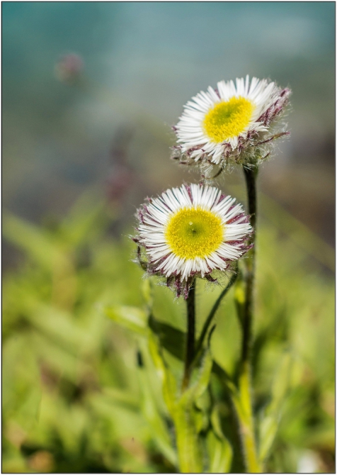 Перезимовать лето... Фотоотчёт (много картинок, мало текста, Горный туризм)