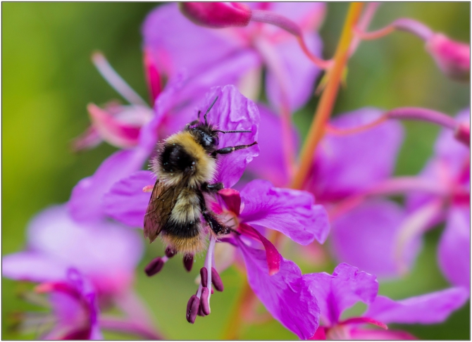 Перезимовать лето... Фотоотчёт (много картинок, мало текста, Горный туризм)