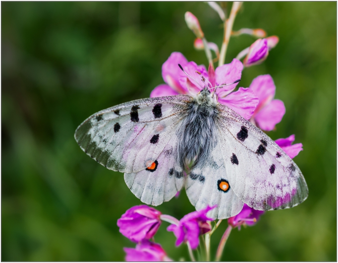 Перезимовать лето... Фотоотчёт (много картинок, мало текста, Горный туризм)
