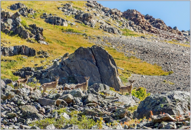 Перезимовать лето... Фотоотчёт (много картинок, мало текста, Горный туризм)