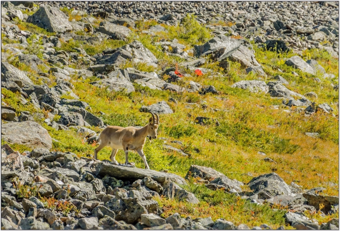 Перезимовать лето... Фотоотчёт (много картинок, мало текста, Горный туризм)