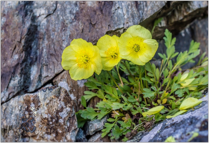 Перезимовать лето... Фотоотчёт (много картинок, мало текста, Горный туризм)