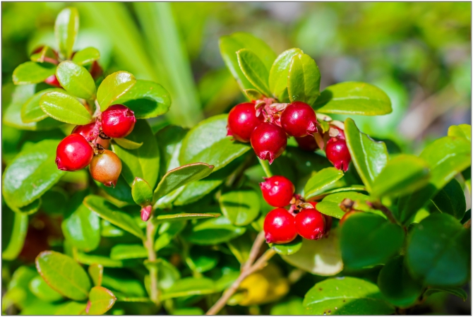 Перезимовать лето... Фотоотчёт (много картинок, мало текста, Горный туризм)