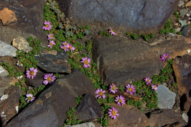 Пик Ленина. Какие ошибки не стоит делать, чтобы подняться на вершину, и немного красивых фотографий. (Альпинизм)