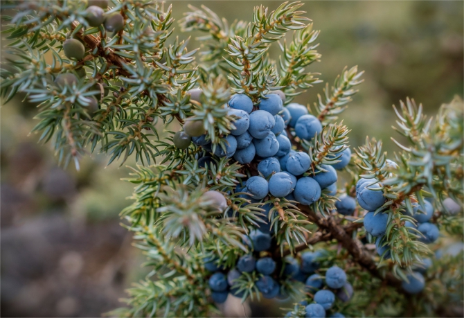 Голубое озеро_ Алтай_2016_сентябрь_фотоотчёт (много фото, Горный туризм)
