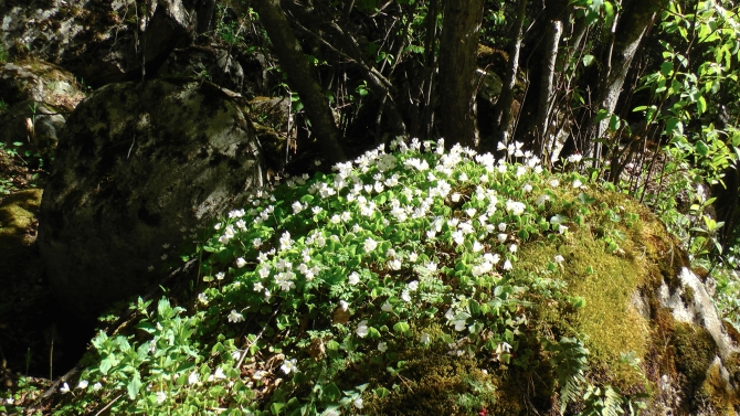 Приэльбрусье и его главная гора. Много фоток , Альпинизм)
