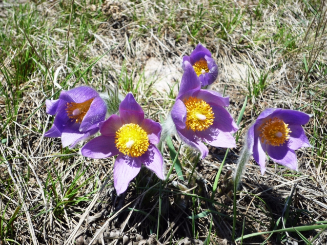 Ущелье Актру, май 2016. Запоздалый алтайский отчет (Альпинизм)