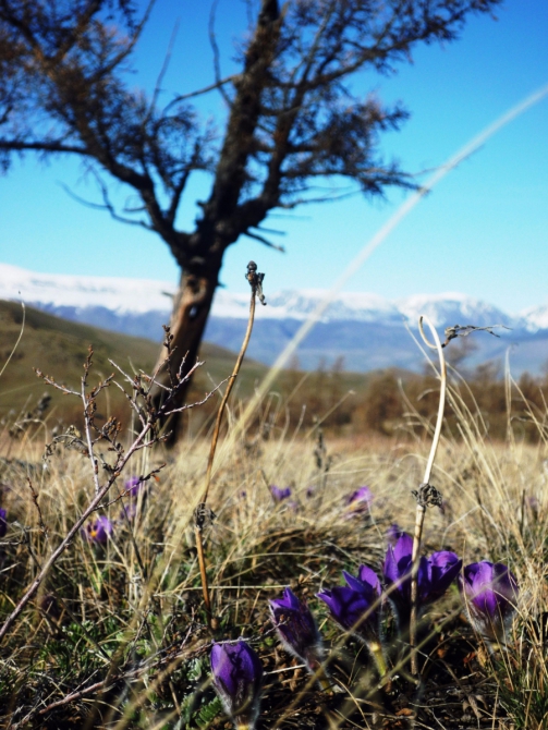 Ущелье Актру, май 2016. Запоздалый алтайский отчет (Альпинизм)