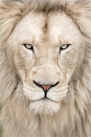 Снежный Лев 2017 (футбол на снегу, Snow Lion)