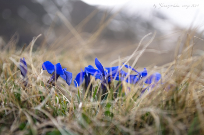 Среди нехоженых путей один - пусть мой... Ностальгия. Казбек 2014 (Альпинизм)
